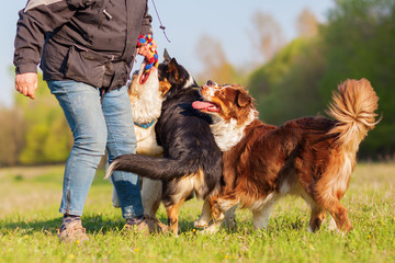 person plays with four Australian Shepherd outdoors
