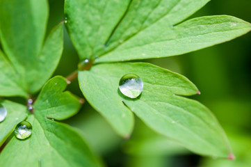 Water droplets on leaves of bleeding heart Lamprocapnos spectabilis plant