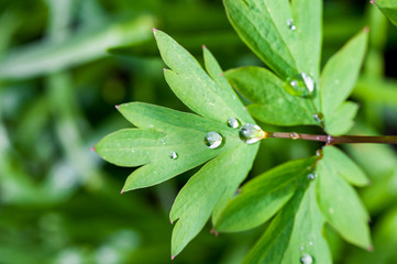 Water droplets on leaves of bleeding heart Lamprocapnos spectabilis plant