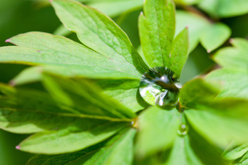 Water droplets on leaves of bleeding heart Lamprocapnos spectabilis plant