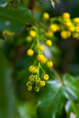 Oregon Grape Mahonia aquifolium yellow flower buds on plant flowering in spring