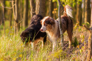 two Australian Shepherd dogs standing in the forest