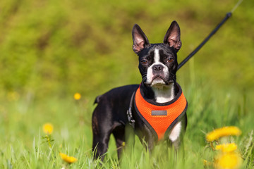 Boston Terrier puppy in the meadow