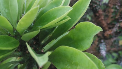 Obraz na płótnie Canvas natural green leaf photo