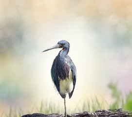 Tricolored Heron