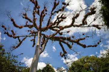 Dry Ceiba tree with branches covered with fluffy vegetation in Tikal National Park, Guatemala