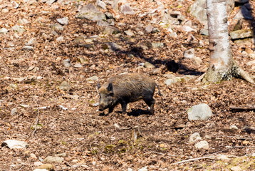 Wild Boar roaming free in a forest in northern Quebec, Canada.
