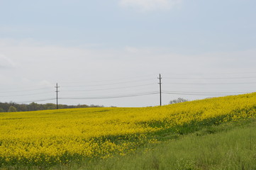 Yellow canola flower field