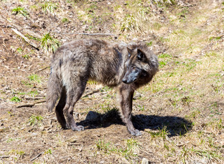 Fototapeta premium The very dangerous and evil looking Black Wolfe in a forest in northern Quebec, Canada.
