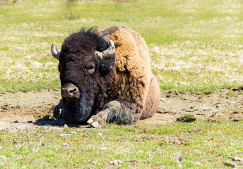 Buffalo resting in a national parc in Northern Quebec, Canada.
