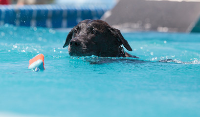 Black Labrador retriever swims with a toy © SailingAway