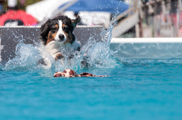 Border collie swims with a toy - obrazy, fototapety, plakaty