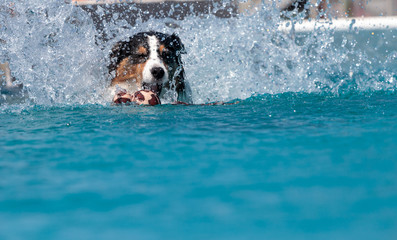 Border collie swims with a toy © SailingAway