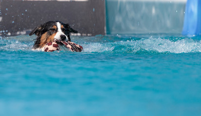 Border collie swims with a toy © SailingAway