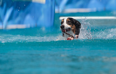 Border collie swims with a toy © SailingAway