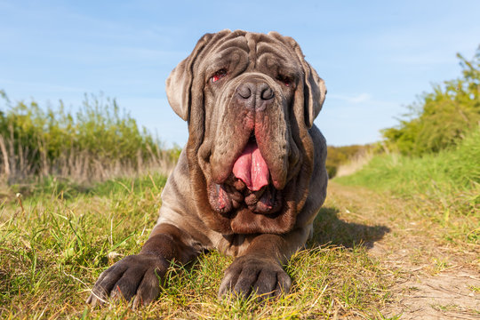 Big dogs neapolitan mastiff sale