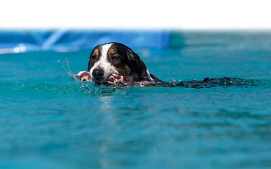 Border collie swims with a toy © SailingAway