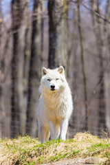 Obraz premium White Arctic wolf in a forest in Northern Canada alert and looking for prey, taken just after the snows had cleared in early April.