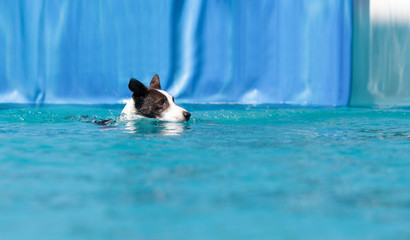 Border collie swims with a toy © SailingAway