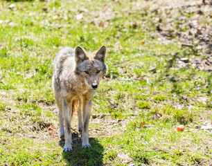 The coyote is a canid native to North America. It is smaller than its close relative, the gray wolf, and slightly smaller than its other close relatives, the eastern and the red wolf.