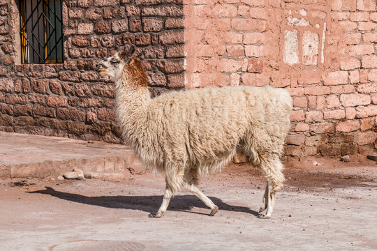 Alpaca at Toconao, Chile.