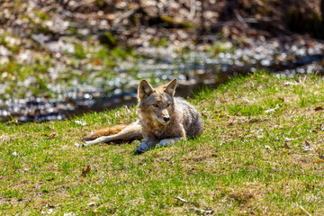 Naklejka na ściany i meble The coyote is a canid native to North America. It is smaller than its close relative, the gray wolf, and slightly smaller than its other close relatives, the eastern and the red wolf.