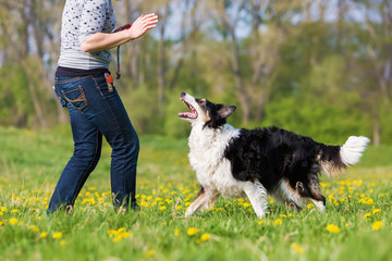 woman plays with a Border Collie on the meadow