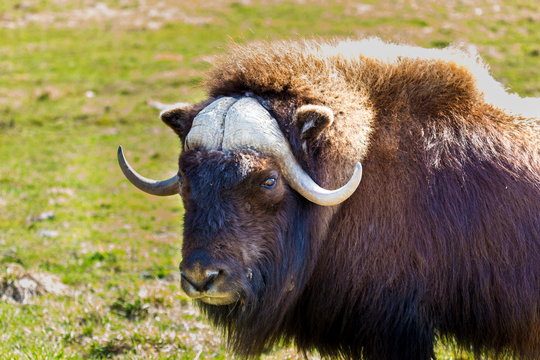 Musk Ox in a nature reserve in northern Quebec Canada.