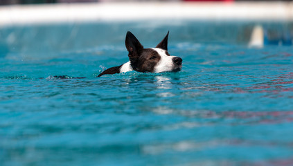 Border collie swims with a toy © SailingAway