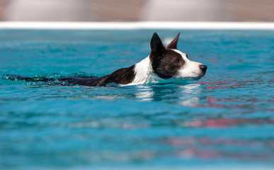 Border collie swims with a toy © SailingAway