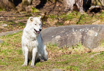 Fototapeta premium White Arctic wolf in a forest in Northern Canada alert and looking for prey, taken just after the snows had cleared in early April.