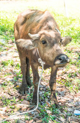 Fototapeta premium buffalo on grass