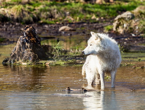 Fototapeta White Arctic wolf in a forest in Northern Canada alert and looking for prey, taken just after the snows had cleared in early April.