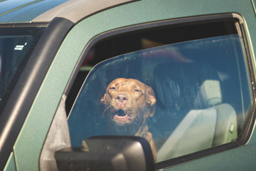 Brown Dog Looking Out Car Window