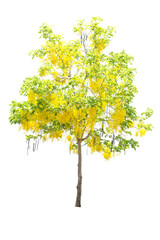 Golden shower or Cassia fistula isolated on white