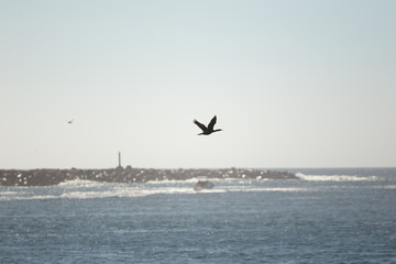 Fototapeta na wymiar Bird Flying Over Sea