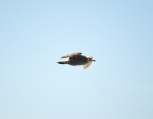 Seabird in Flight