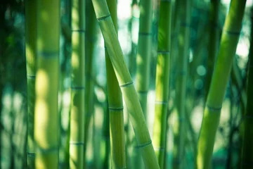 Stickers pour porte Bambou Fond de forêt de bambou