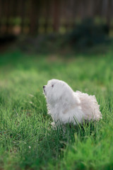 White Maltese Dog 