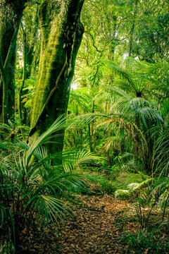Green forest jungle