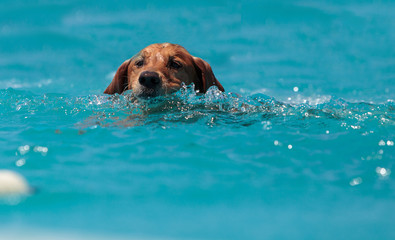 Golden retriever swims with a toy © SailingAway