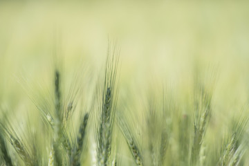 Fototapeta premium barley