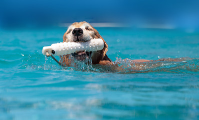 Golden retriever swims with a toy © SailingAway