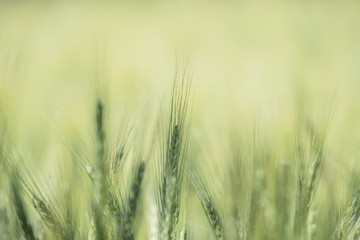 Fototapeta premium barley