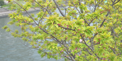 みどり [Ufo-2016-0409-A-0185]