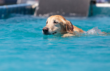 Golden retriever swims with a toy © SailingAway
