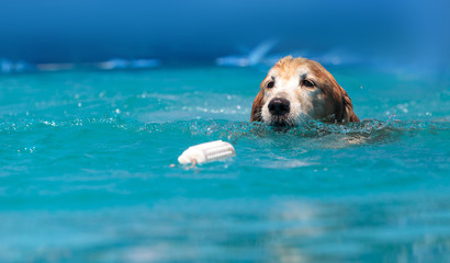 Golden retriever swims with a toy © SailingAway
