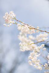 Obraz premium Spring cherry blossom