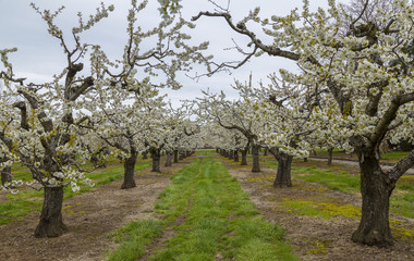 fruit tree in spring