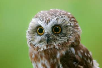 Saw Whet Owl face
